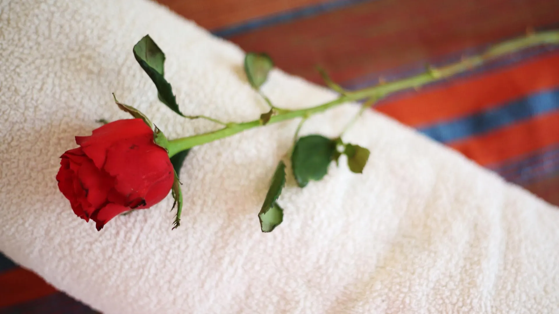 מרקש Riad White Flowers מרוקו